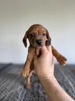 Bianca , a female Miniature Dachshund for sale in Somerset, KY – Photo 2 of 5