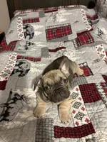 Lexi, a female French Bulldog for sale in Somerset, KY – Photo 1 of 2