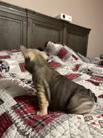 Lexi, a female French Bulldog for sale in Somerset, KY – Photo 2 of 2