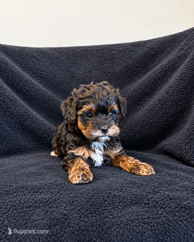 Bill – Poodle - Toy , Morkie puppy for sale in Marion, IL