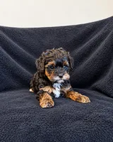 Bill, a male Poodle - Toy  and Morkie for sale in Marion, IL – 1 of 1