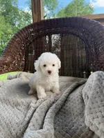 Danielle TEACUP , a female Poodle - Toy  for sale in Somerset, KY – 1 of 1