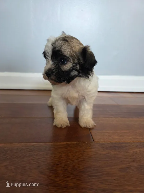 Ricky – Shihpoo puppy for sale in Somerset, KY