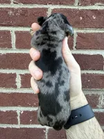 Harrison, a male Miniature Dachshund for sale in Somerset, KY – 3 of 3