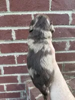 Steve LH, a male Miniature Dachshund for sale in Somerset, KY – 2 of 2