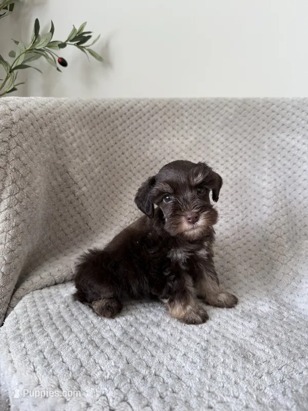 Rachel TOY – Miniature Schnauzer puppy for sale in Somerset, KY