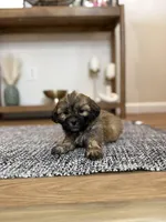 Sully , a male Maltese and Shih Tzu for sale in Somerset, KY – Photo 2 of 2