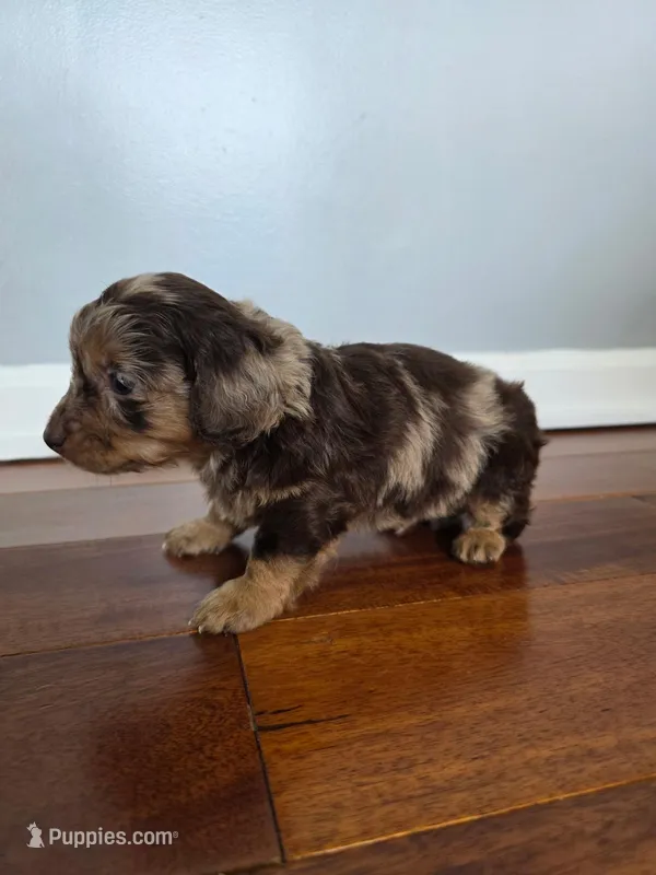 Baxter – Miniature Dachshund puppy for sale in Somerset, KY