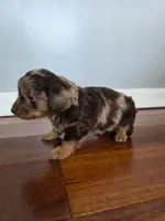 Baxter, a male Miniature Dachshund for sale in Somerset, KY – 1 of 1