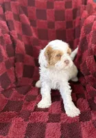 Reba , a female Cavapoo for sale in Somerset, KY – 1 of 1