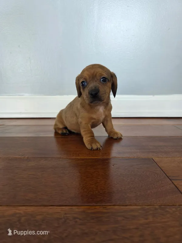 Bella – Miniature Dachshund puppy for sale in Somerset, KY