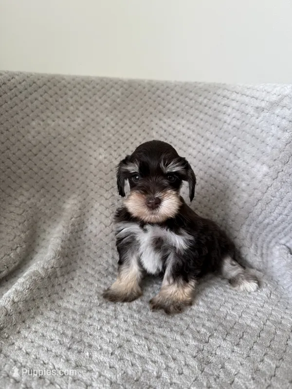 Susie  – Miniature Schnauzer puppy for sale in Somerset, KY