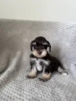 Susie , a female Miniature Schnauzer for sale in Somerset, KY – 1 of 1