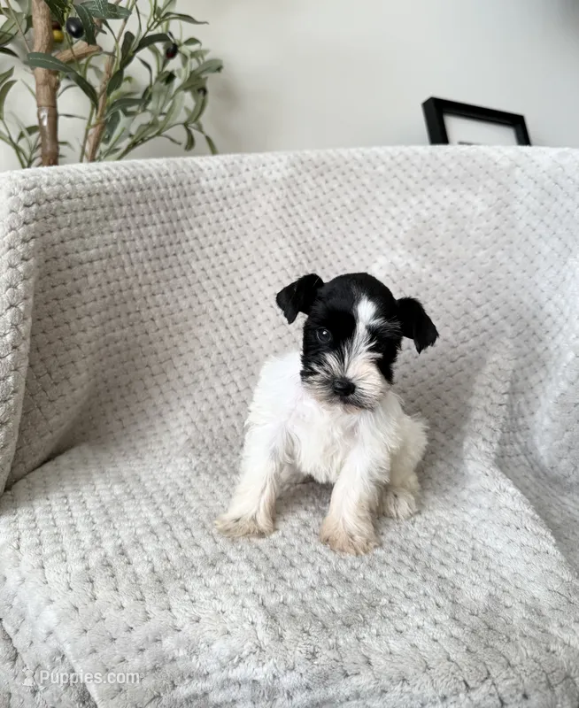Jane  – Miniature Schnauzer puppy for sale in Somerset, KY