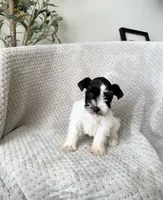 Jane , a female Miniature Schnauzer for sale in Somerset, KY – 1 of 1