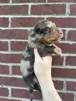 Steve LH, a male Miniature Dachshund for sale in Somerset, KY – 1 of 2