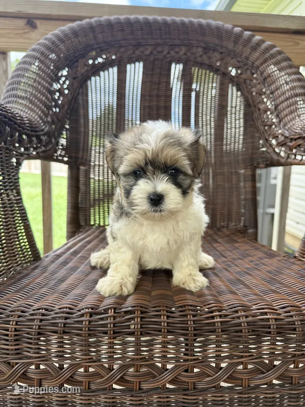 Eric  – Bichon Frise, Shih Tzu puppy for sale in Somerset, KY