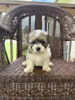 Eric , a male Bichon Frise and Shih Tzu for sale in Somerset, KY – 1 of 1