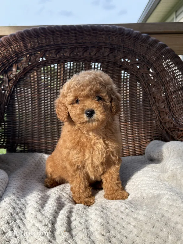 Elijah  – Cockapoo puppy for sale in Somerset, KY