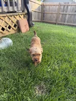 Odie, a male Poodle - Toy  for sale in Somerset, KY – 1 of 1