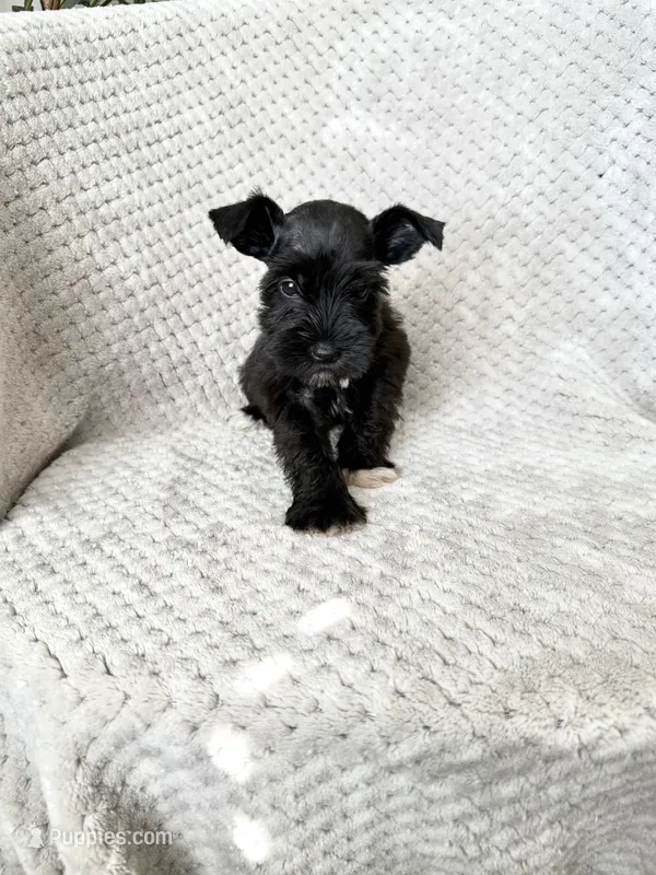 Rachel  – Miniature Schnauzer puppy for sale in Somerset, KY