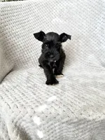 Rachel , a female Miniature Schnauzer for sale in Somerset, KY – 1 of 1
