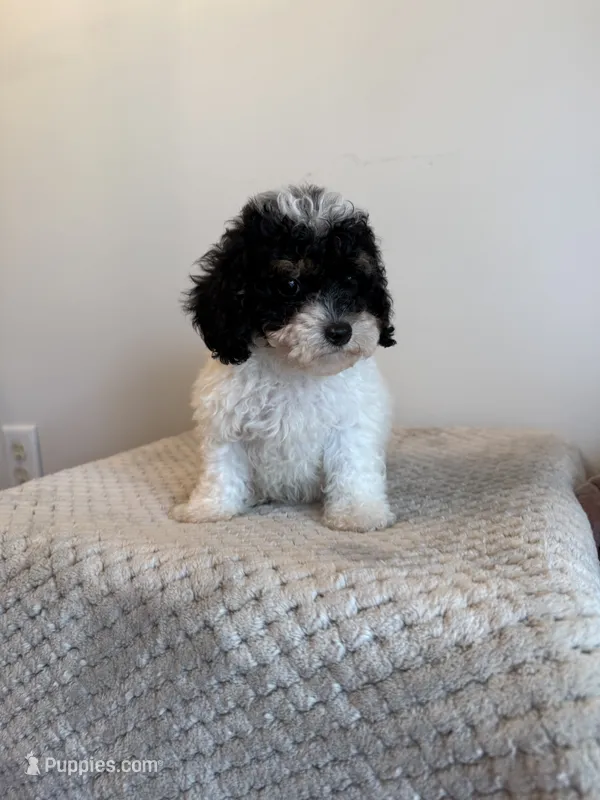 Sarah  – Miniature Schnauzer, Poodle - Toy  puppy for sale in Somerset, KY