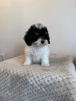 Sarah , a female Miniature Schnauzer and Poodle - Toy  for sale in Somerset, KY – 1 of 1