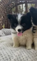 Leroy , a male Pomeranian for sale in Somerset, KY – 1 of 1