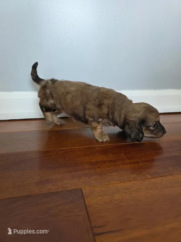 Billie  – Miniature Dachshund puppy for sale in Somerset, KY