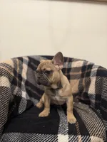 Bonnie , a female French Bulldog for sale in Somerset, KY – Photo 2 of 3