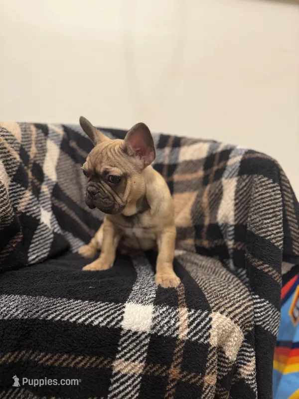 Bonnie  – French Bulldog puppy for sale in Somerset, KY