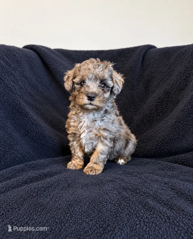 Barbara  – Poodle - Toy , Morkie puppy for sale in Marion, IL
