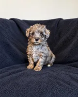 Barbara , a female Poodle - Toy  and Morkie for sale in Marion, IL – 1 of 1