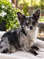 Regina , a female Chihuahua for sale in Marion, IL – 1 of 1