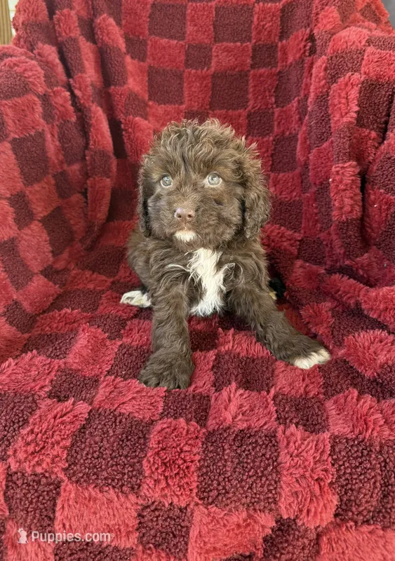 Rachel  – Cavapoo puppy for sale in Somerset, KY