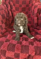 Rachel , a female Cavapoo for sale in Somerset, KY – 1 of 1