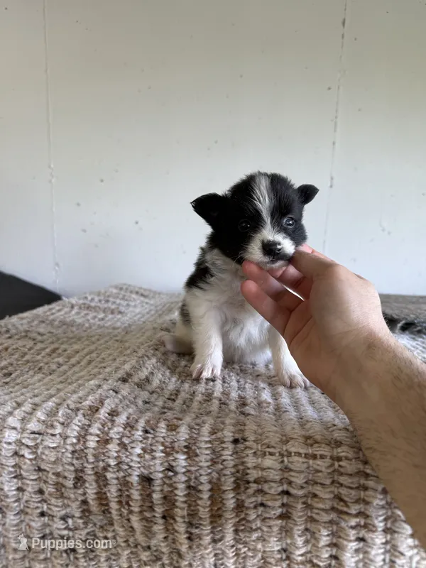Damon  – Pomeranian puppy for sale in Somerset, KY