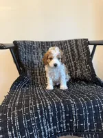 Samuel , a male Cavapoo for sale in Somerset, KY – Photo 2 of 3