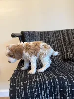 Samuel , a male Cavapoo for sale in Somerset, KY – Photo 3 of 3