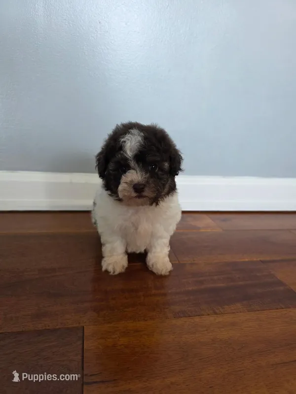 Rufus  – Shihpoo puppy for sale in Somerset, KY