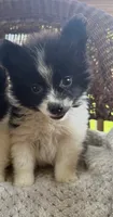 Liam , a male Pomeranian for sale in Somerset, KY – 1 of 1
