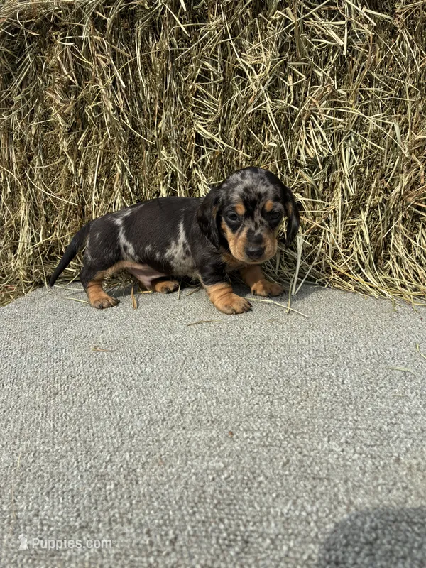 Brad  – Miniature Dachshund puppy for sale in Somerset, KY