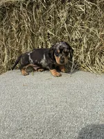 Brad , a male Miniature Dachshund for sale in Somerset, KY – 1 of 2