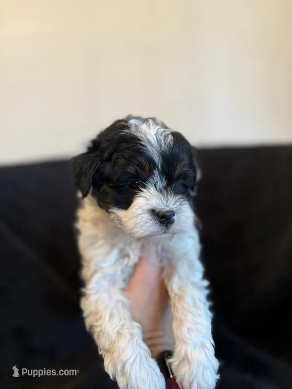 Boston  – Poodle - Toy , Morkie puppy for sale in Marion, IL