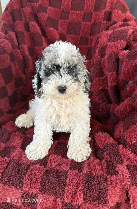 Cameron – Cockapoo puppy for sale in Somerset, KY