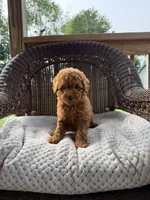 Amanda , a female Cockapoo for sale in Somerset, KY – 1 of 1