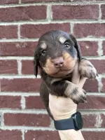 Jasper CHOC/CREAM LH , a male Miniature Dachshund for sale in Somerset, KY – 3 of 3