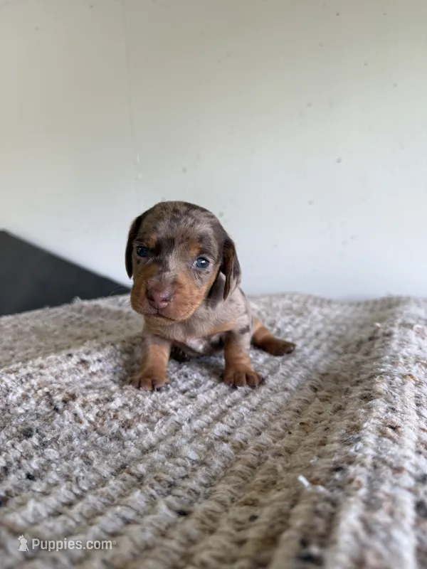 Pollie – Miniature Dachshund puppy for sale in Somerset, KY