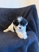 Boston , a male Poodle - Toy  and Morkie for sale in Marion, IL – 2 of 2